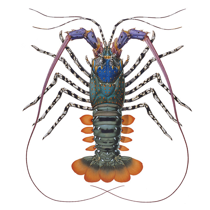 ニシキエビ(1)の作品画像