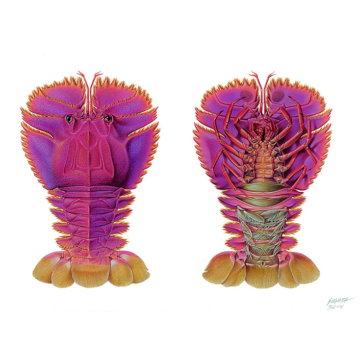 ウチワエビの作品画像