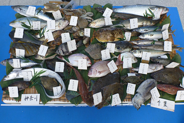 東京湾の魚の写真