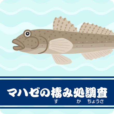 マハゼ調査