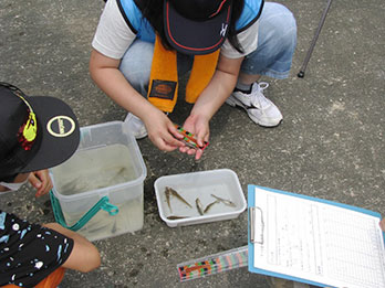 生物部の皆さんによる体長測定