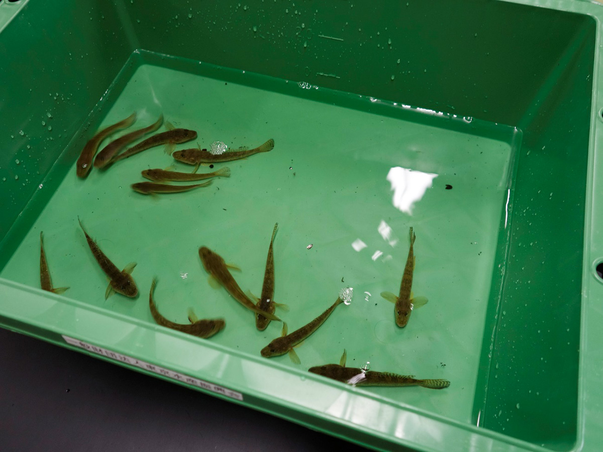 理科室で生き物観察