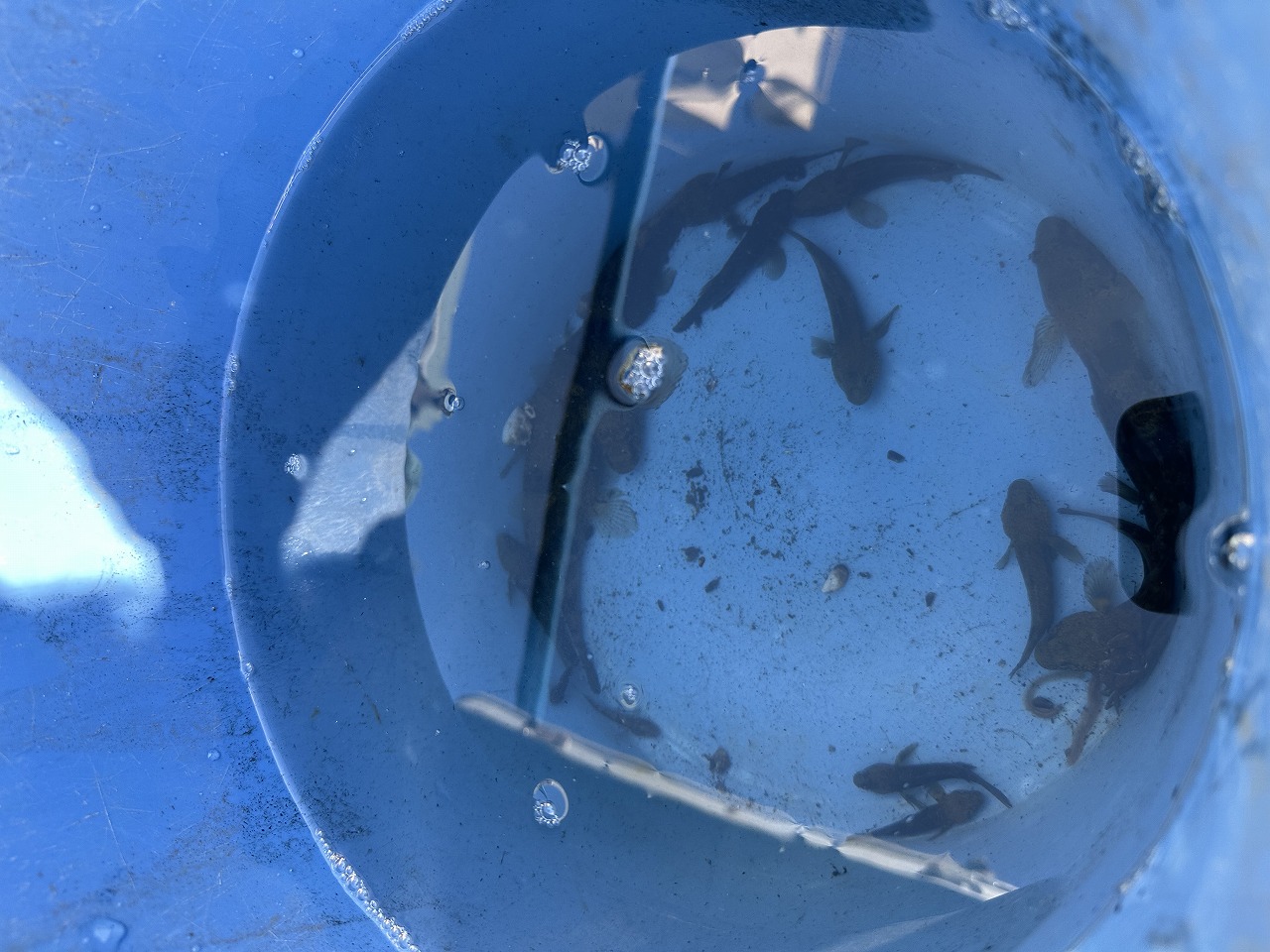 生き物の様子