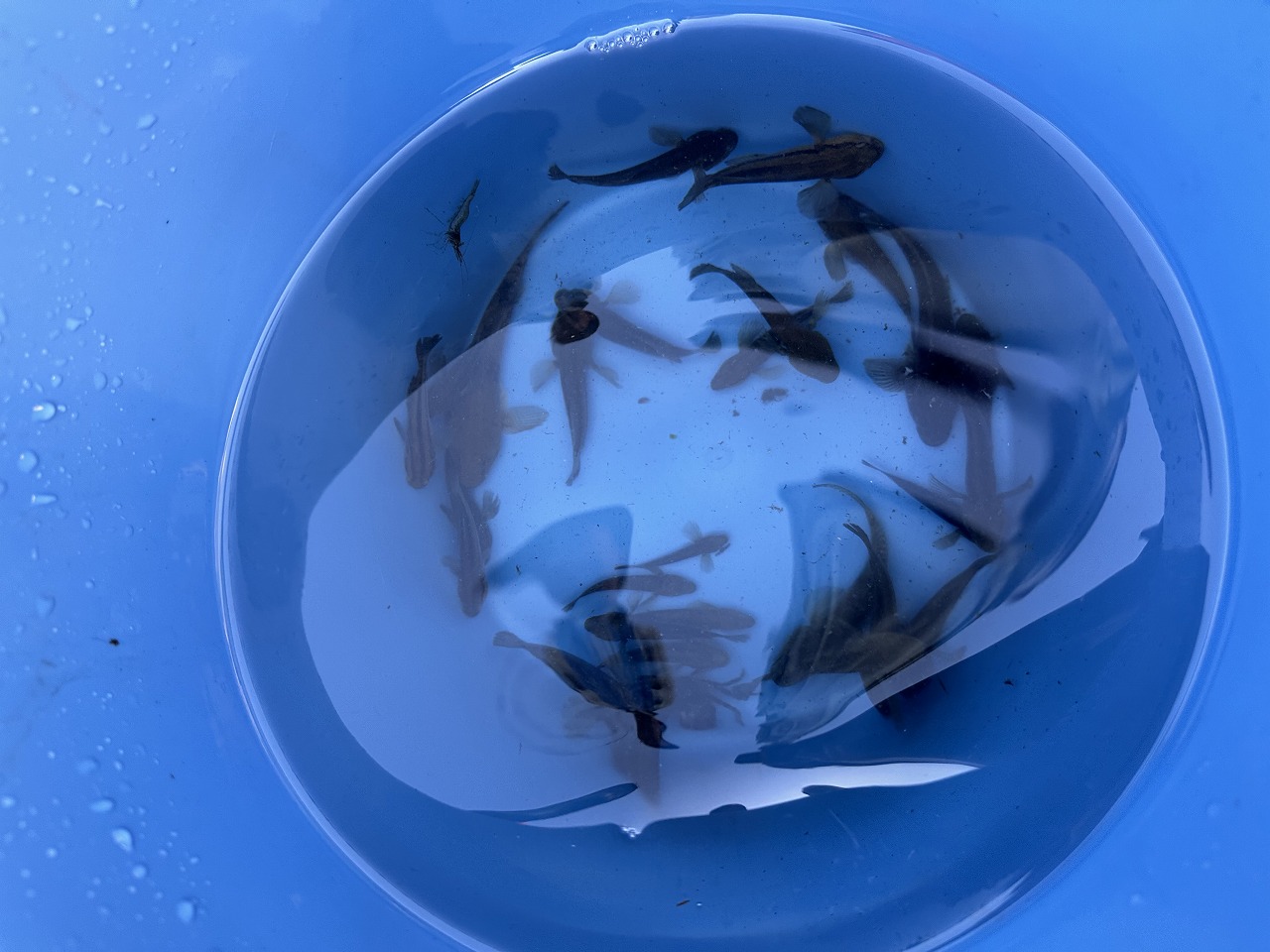 生き物の様子