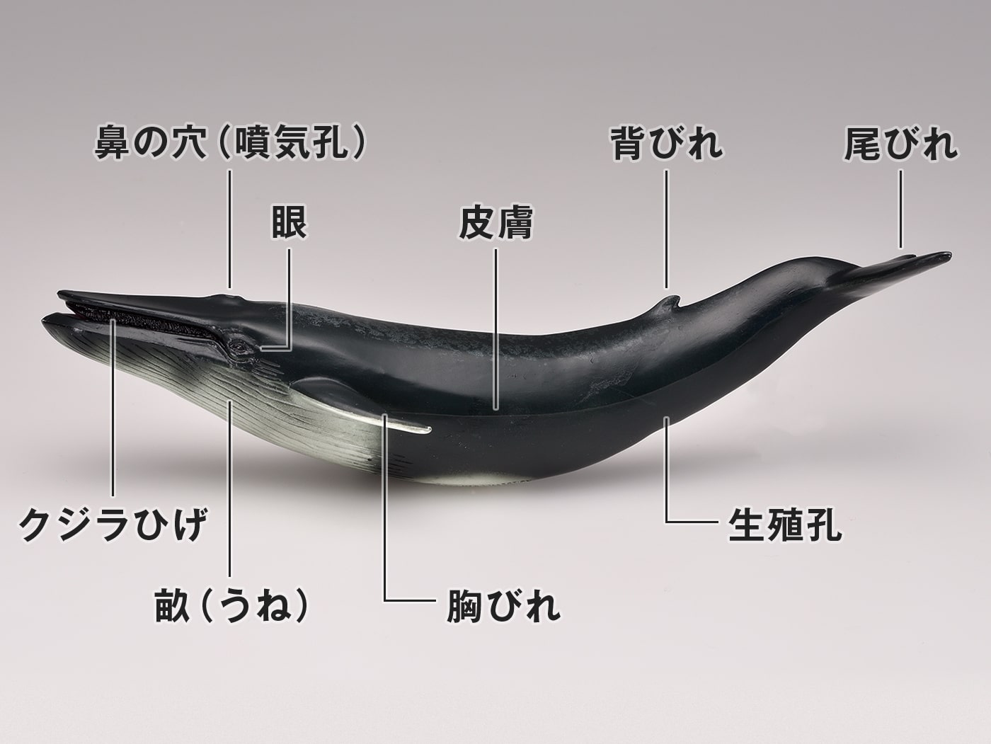 クジラ部位の写真