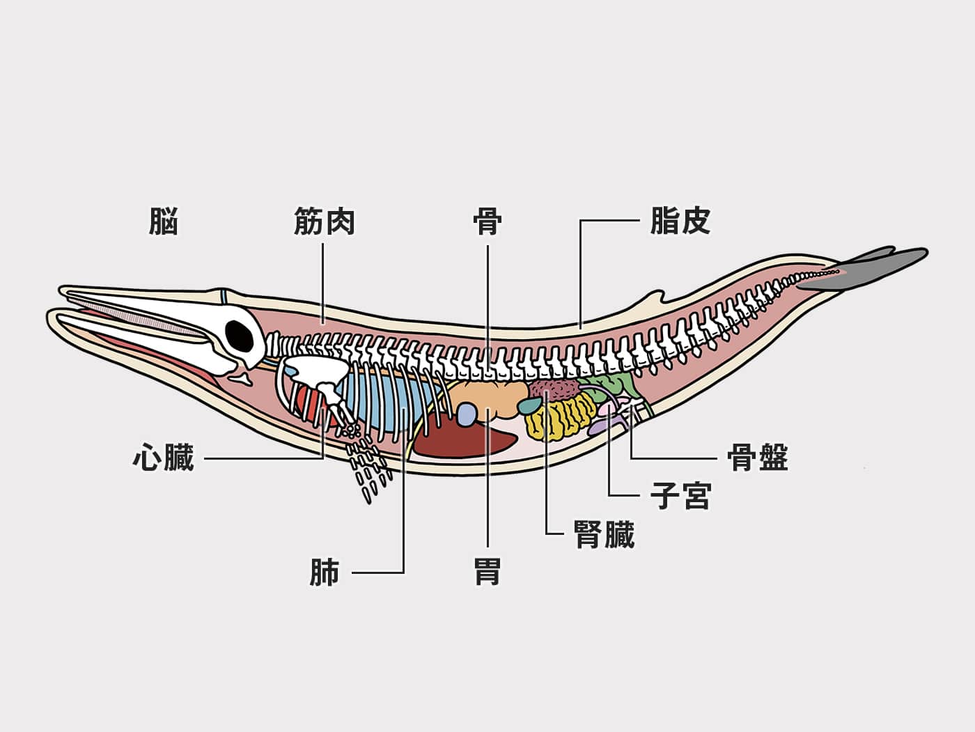 クジラ解剖図のイラスト