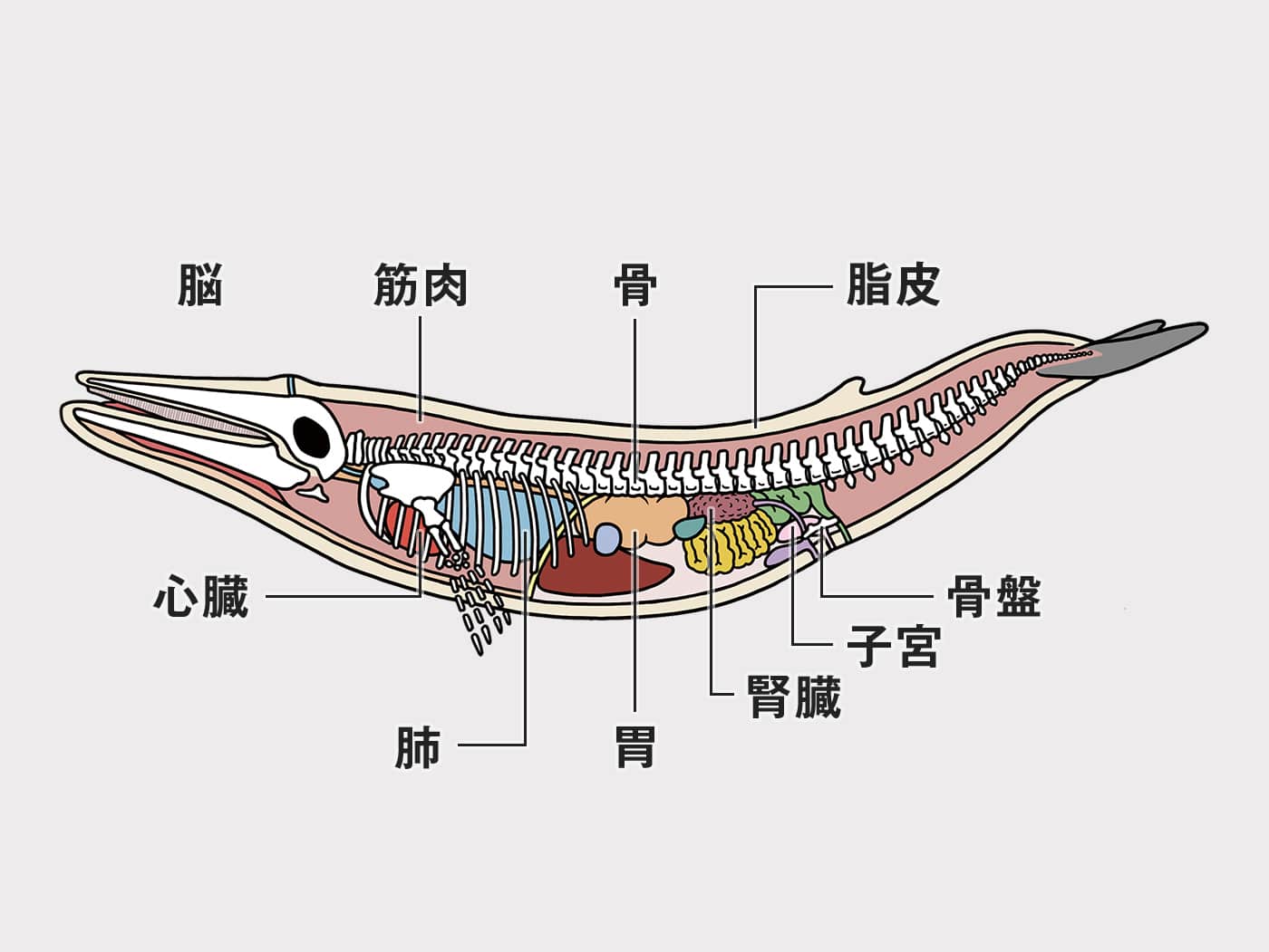 クジラ解剖図のイラスト