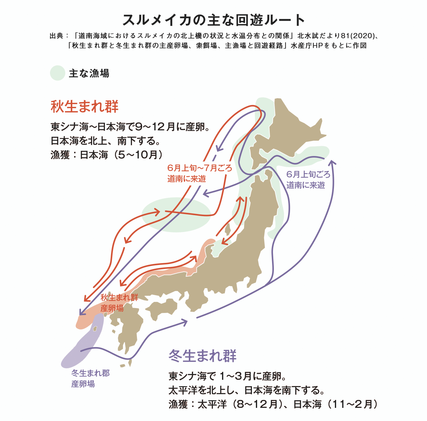 スルメイカの主な回遊ルート 図版
