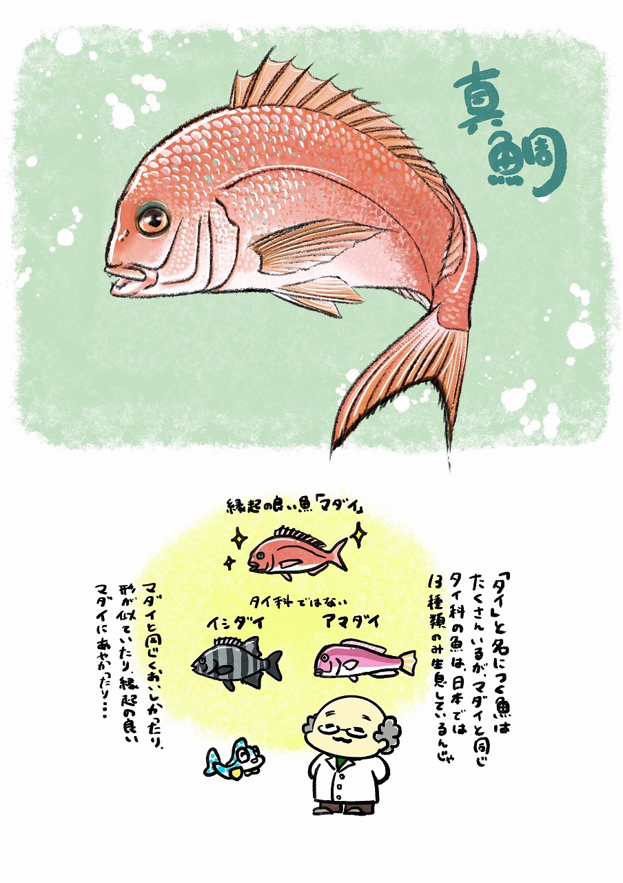 No.89 マダイ | 旬のお魚かわら版 | 豊海おさかなミュージアム
