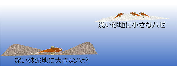 ハゼの性質から見た棲み処の特徴